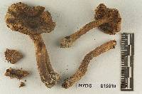 Tricholoma chrysenteroides image
