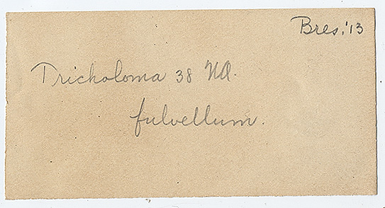 Cortinellus cinnamomeus image