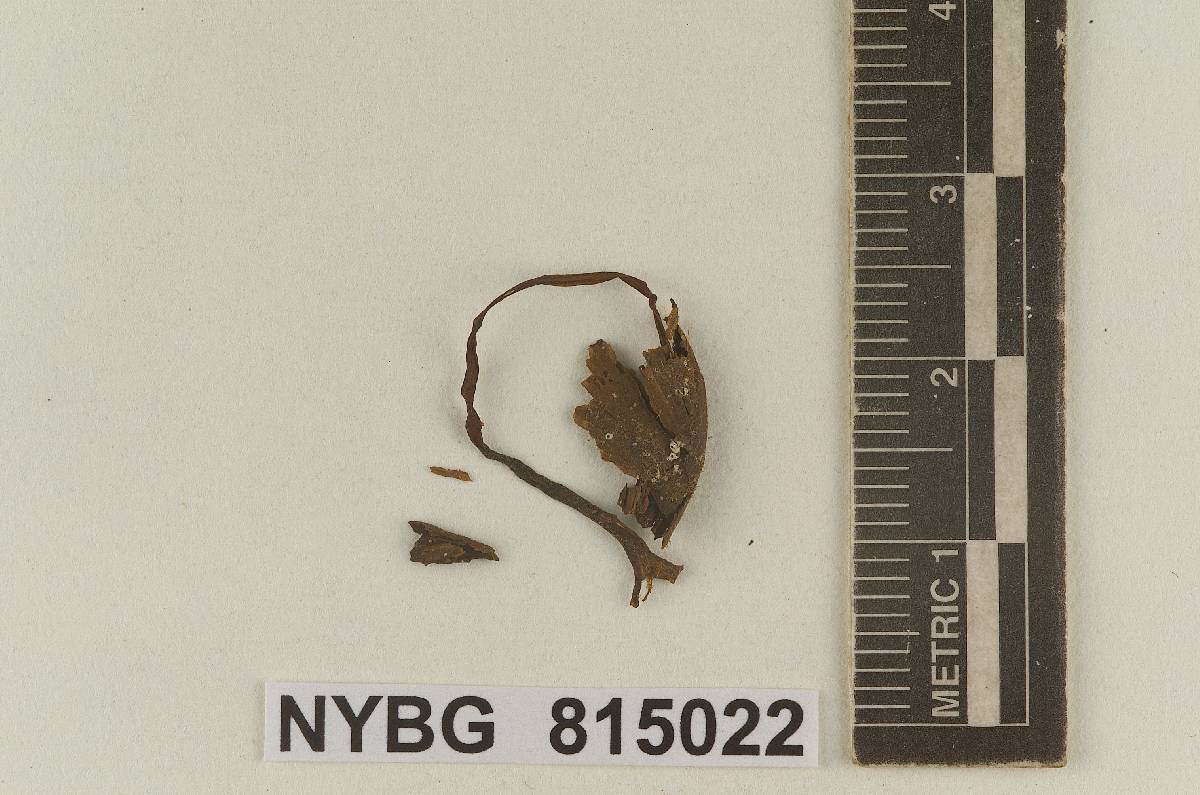 Galera cubensis image