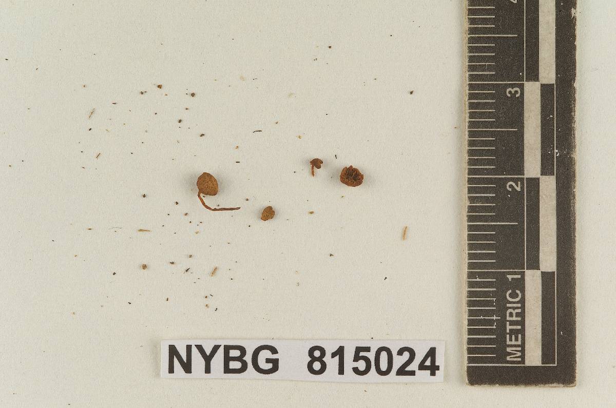 Galerula coniferarum image
