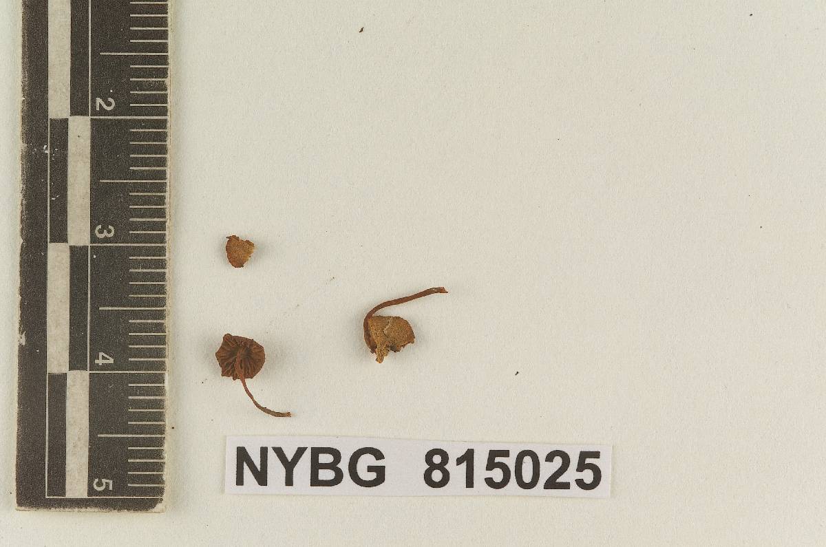 Galerula coniferarum image