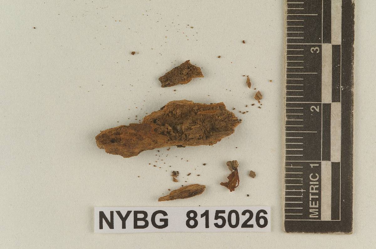 Galerula distantifolia image