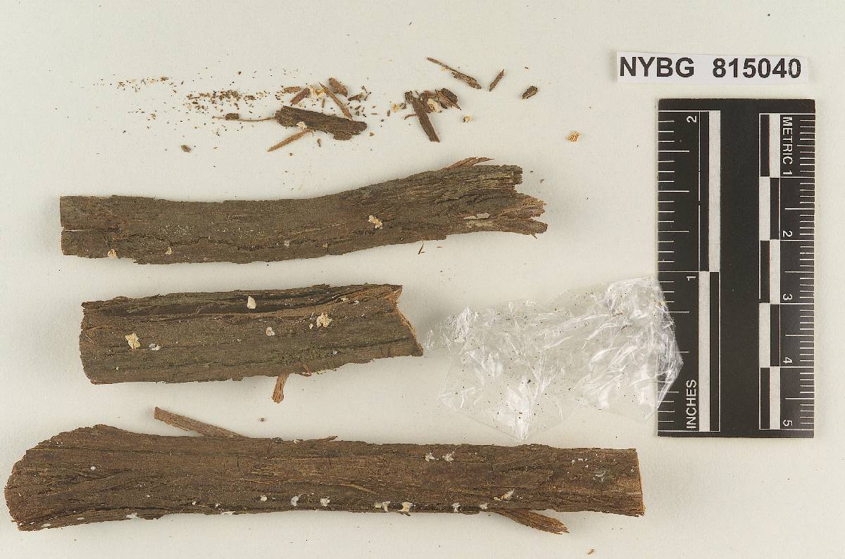 Rhodocybe crystallina image