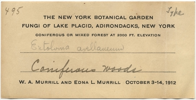 Entoloma avellaneum image