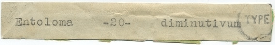 Entoloma deminutivum image