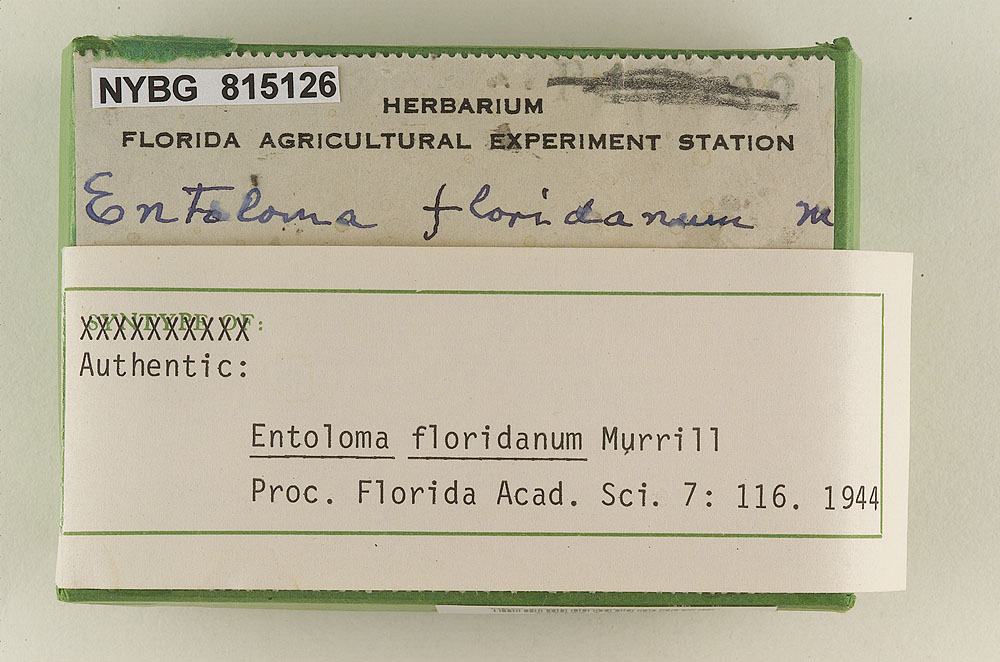 Entoloma floridanum image