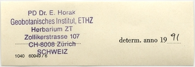 Entoloma subsericellum image