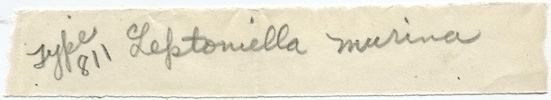 Leptoniella murina image
