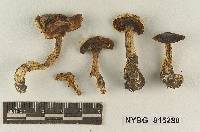 Cortinarius iodeoides image