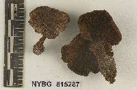 Cortinarius oreades image