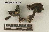 Cortinarius praefelleus image