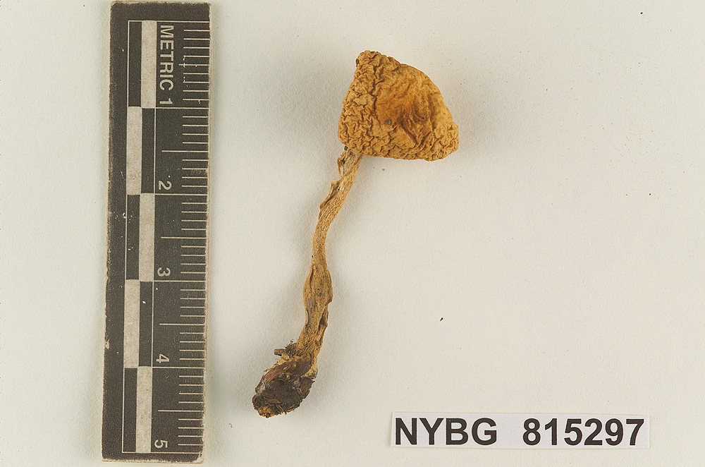 Cortinarius sterilis image