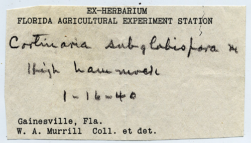 Cortinarius subglobispora image