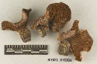 Cortinarius velatus image