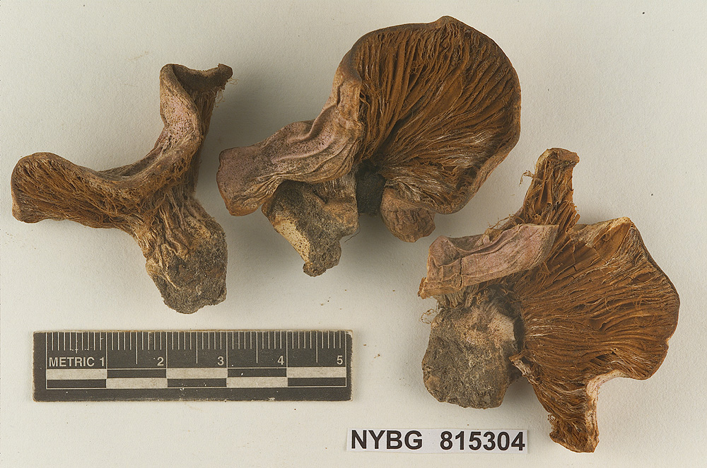 Cortinarius velatus image