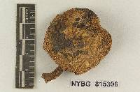 Cortinarius virentophyllus image