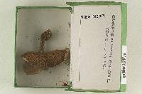 Cortinarius watsonii image