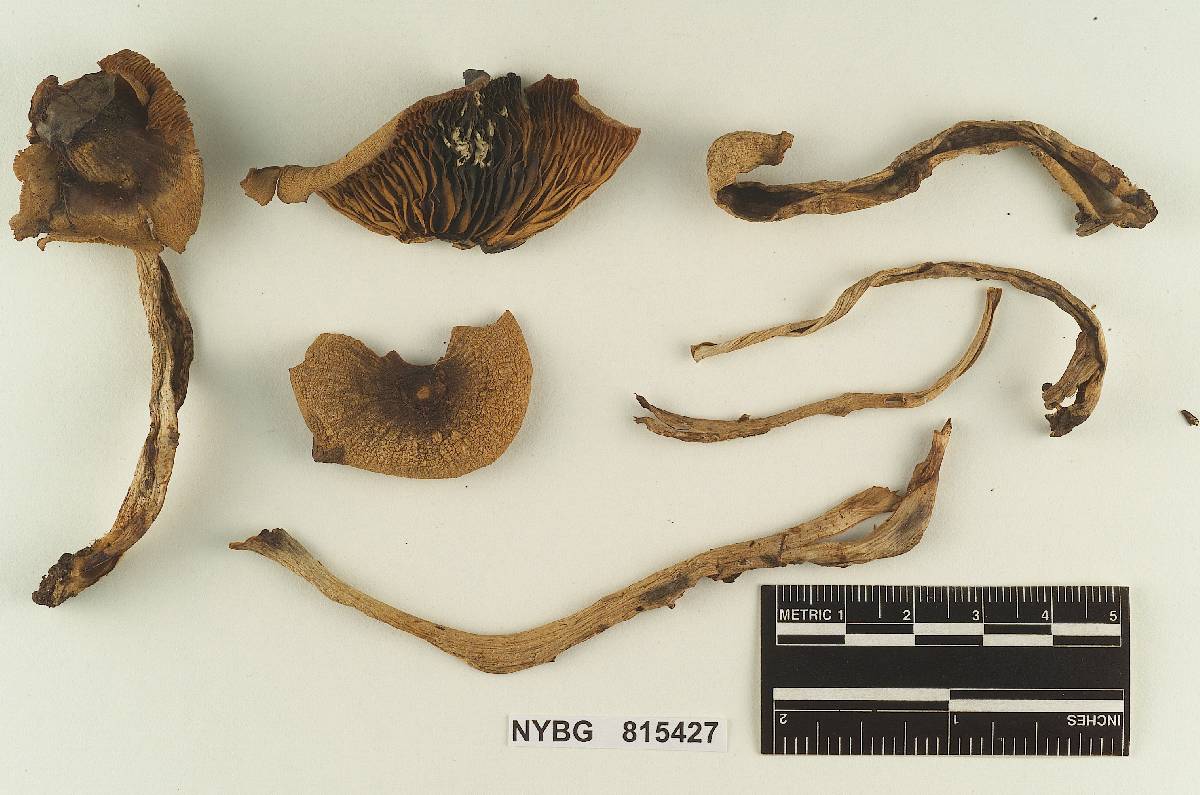 Rhodocollybia dotae image
