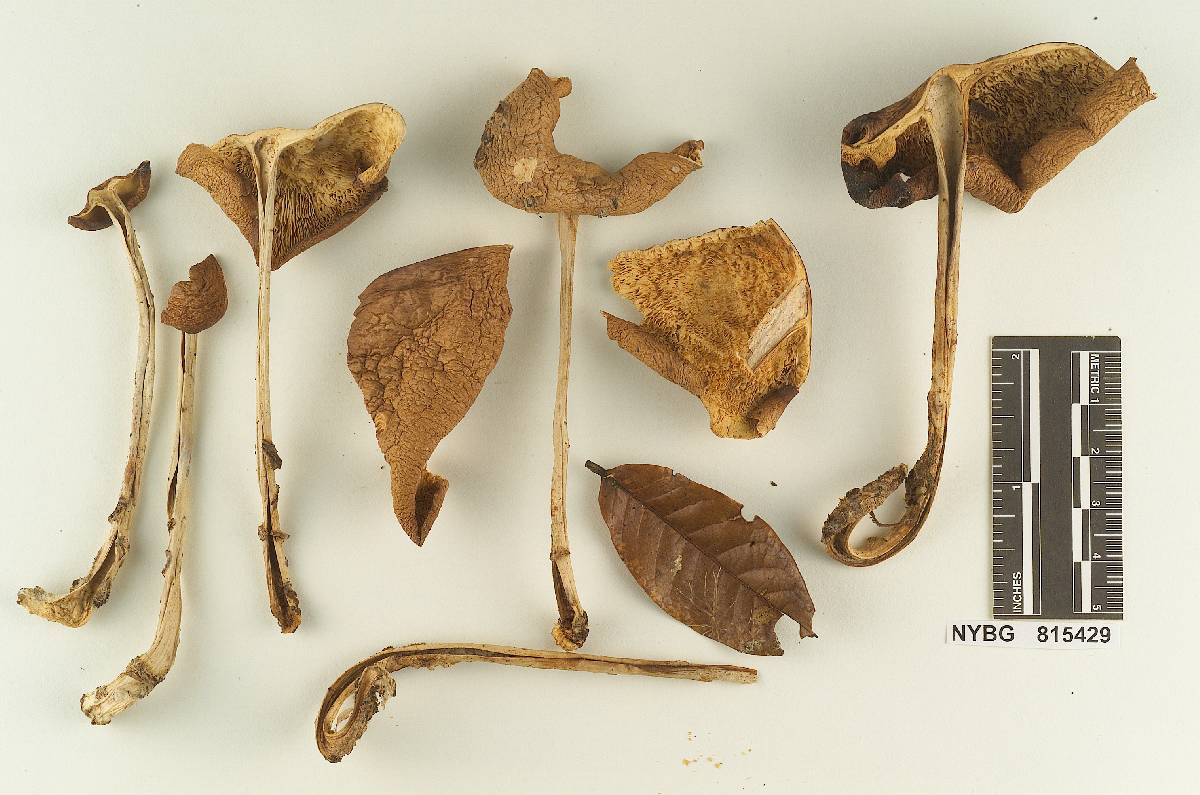 Rhodocollybia antioquiana image