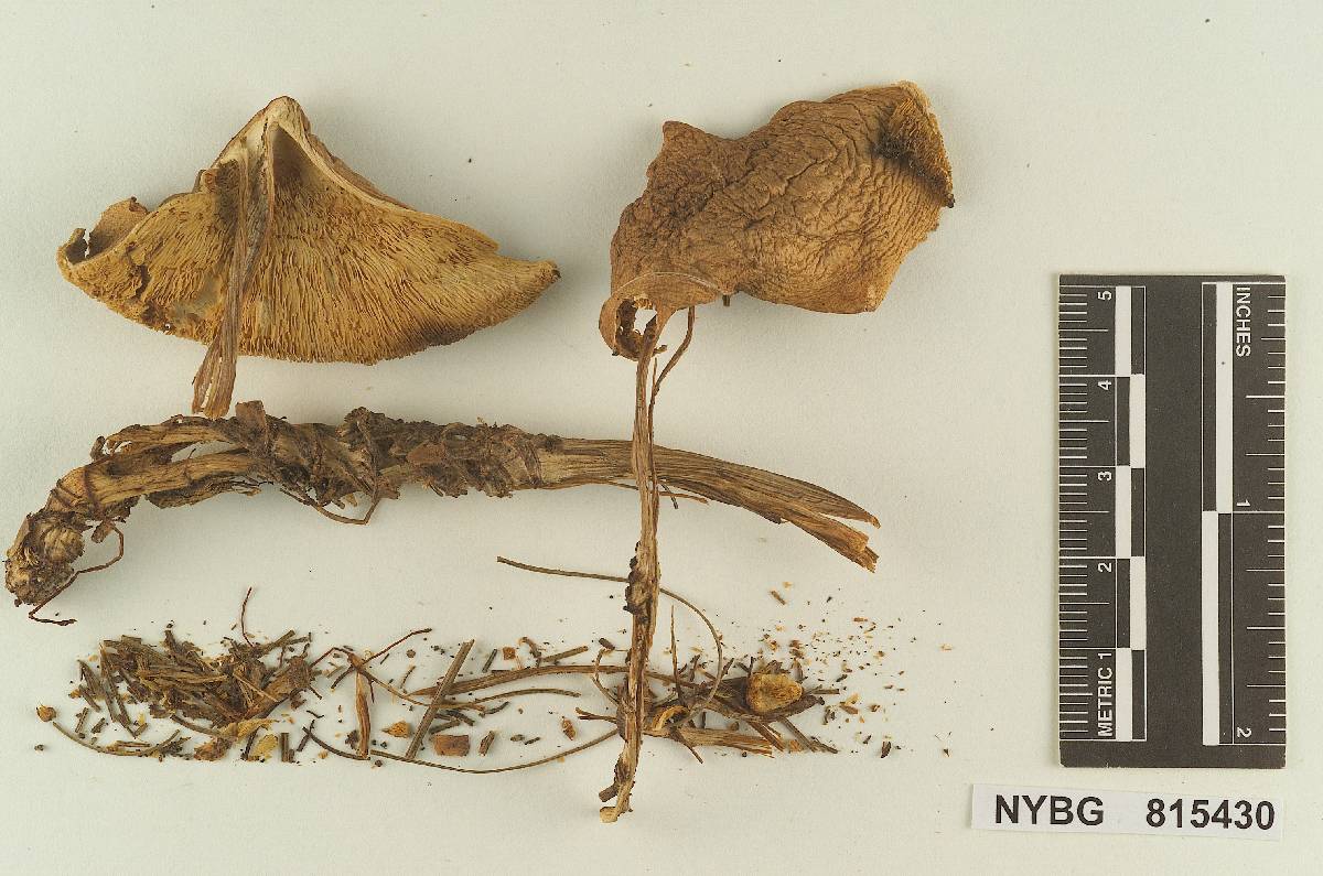 Rhodocollybia antioquiana image
