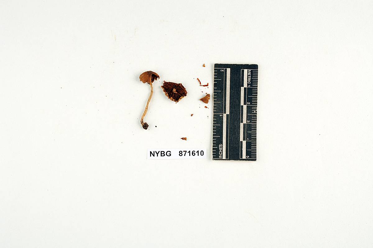 Conocybe sulcatipes image