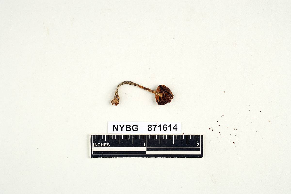 Gymnopilus filiceus image
