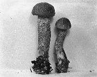 Leccinum aurantiacum image