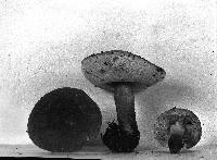 Gyroporus castaneus image