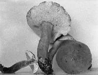 Gyroporus castaneus image