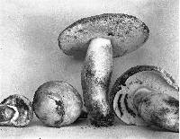 Gyroporus cyanescens image