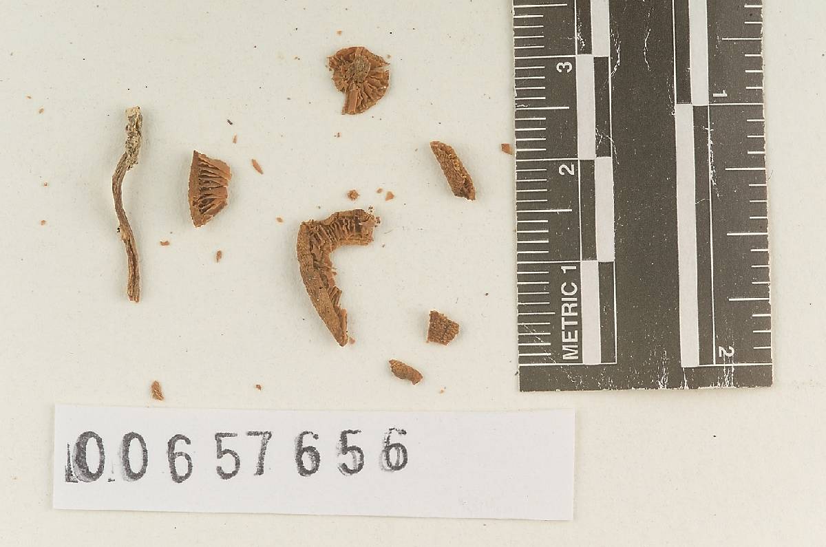 Agaricus pinophilus image