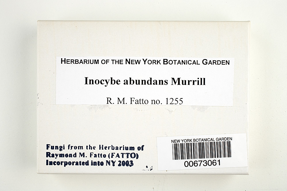 Inocybe abundans image