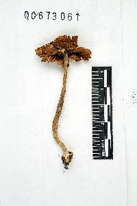 Inocybe abundans image