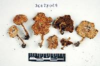 Inocybe lanatodisca image