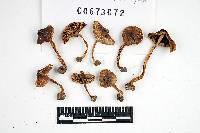 Inocybe prominens image