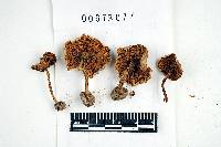 Inocybe albodisca image