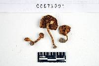 Inocybe mutata image