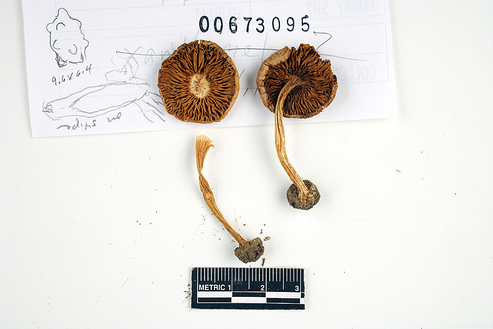 Inocybe mixtilis image