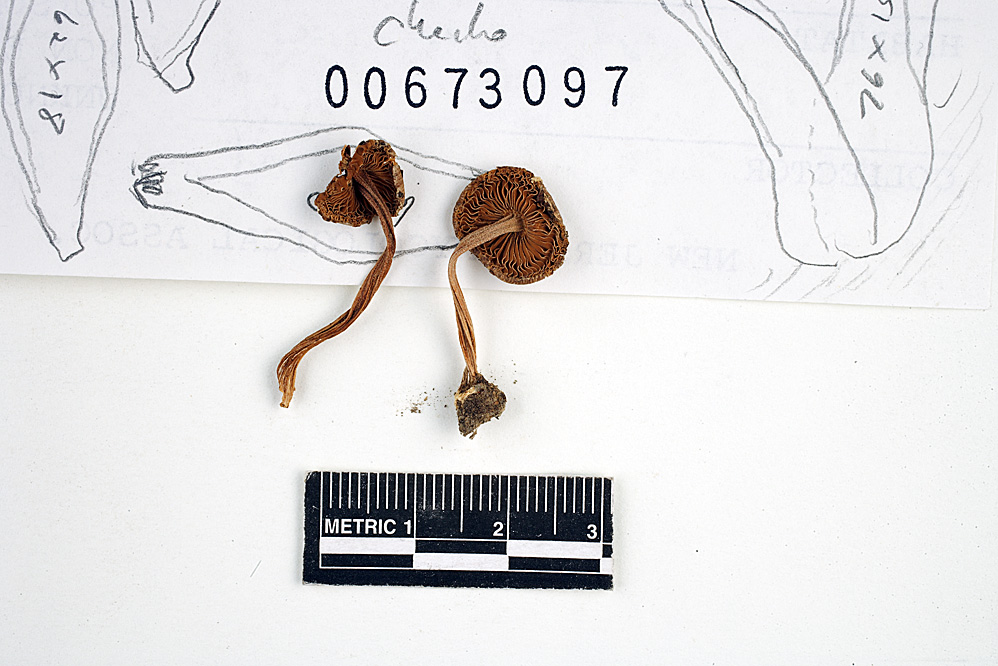 Inocybe mixtilis image