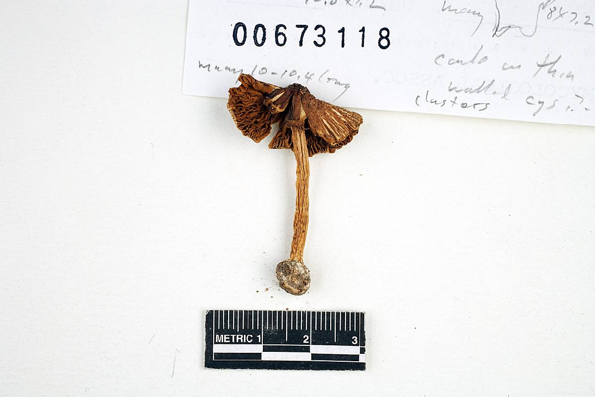 Inocybe prominens image