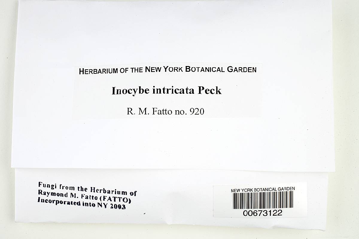Inocybe intricata image