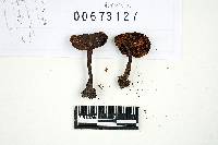 Inocybe nodulosa image