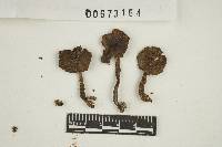 Inocybe prominens image