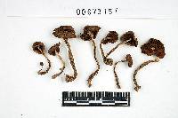 Inocybe lacera image