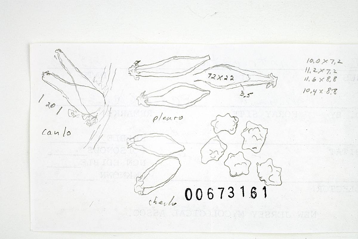 Inocybe intricata image