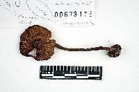 Inocybe assimilata image