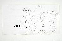 Inocybe variabillima image
