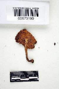 Inocybe variabillima image