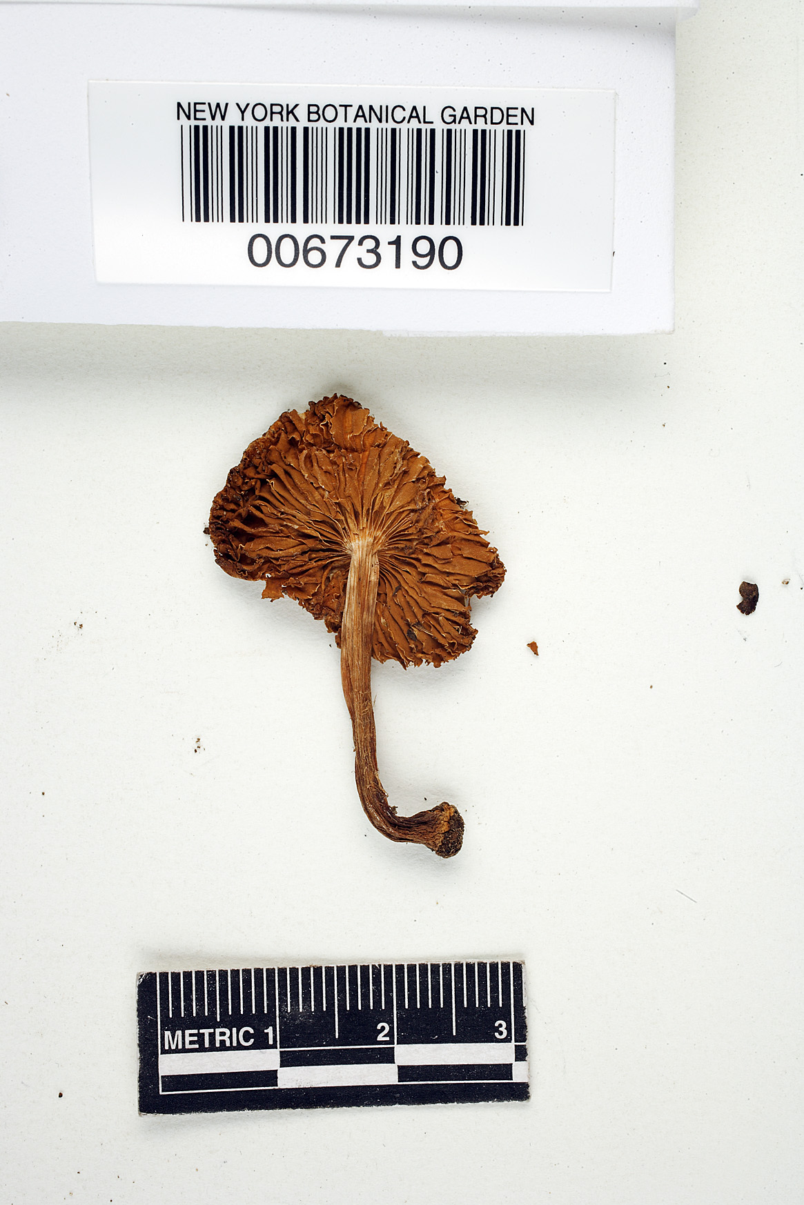 Inocybe variabillima image