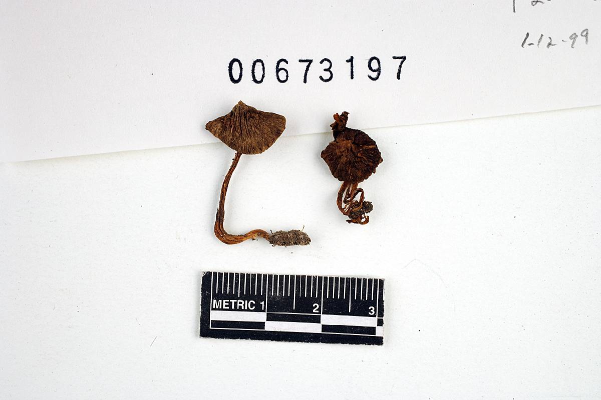 Inocybe rainierensis image
